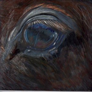 "Horse's Eye" by Candace Hardy