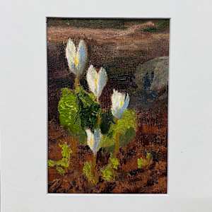 Bloodroot becoming by Kate Emery, Image 1.