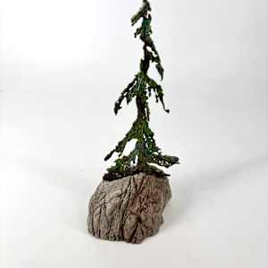 Rooted in Stone 4 by Stephen Cole Fine Art, Image 1.
