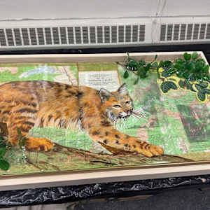 On the Prowl IN PROGRESS by Faith Rumm 