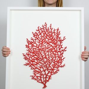 Crimson Coral branch by Meredith Woolnough 