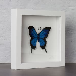 #55 Ulysses Butterfly 