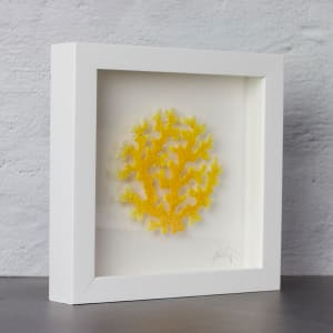 #80 yellow coral distichopora 