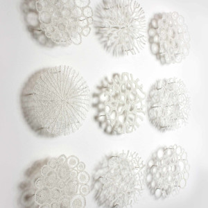 Specimen Collection by Meredith Woolnough 