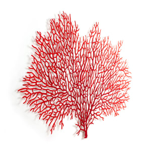 Annella Coral Fan by Meredith Woolnough 