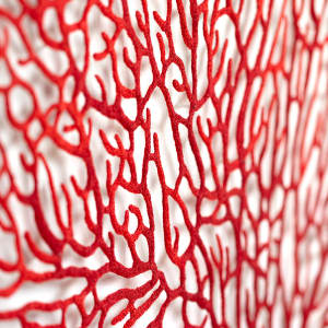 Annella Coral Fan by Meredith Woolnough 