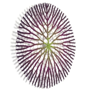 Amazonian Water Lily by Meredith Woolnough 