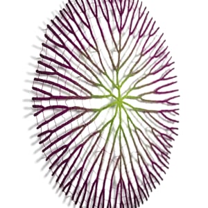 Amazonian Water Lily (2024 version) by Meredith Woolnough 