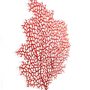 Ruby Gorgonian by Meredith Woolnough 
