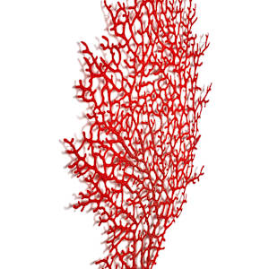 Crimson Coral branch by Meredith Woolnough 