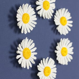 Daisies 