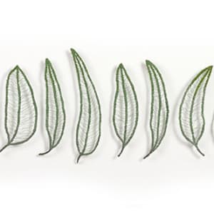 Eucalypts of Tasmania - Comparative leaf study by Meredith Woolnough 