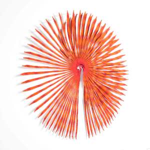 Fan Worm Crown (Sabella spallanzanii) by Meredith Woolnough 