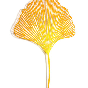 Ginkgo Leaf (Ginkgo biloba) by Meredith Woolnough 