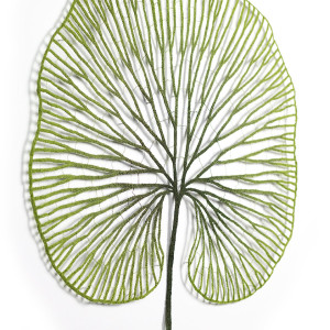 Kidney Fern (Hymenophyllum nephrophyllum) by Meredith Woolnough 