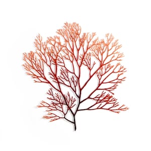 Laurencia elata - seaweed by Meredith Woolnough