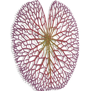 Lily Pad by Meredith Woolnough 