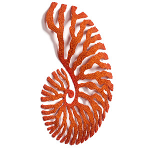 Nautilus by Meredith Woolnough 