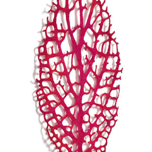 Nerve Plant (Fittonia albivenis) by Meredith Woolnough  Image: Nerve plant - angled view