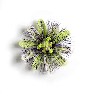Passion Flower (2) by Meredith Woolnough