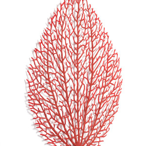 Peperomia (Peperomia sp.) by Meredith Woolnough 