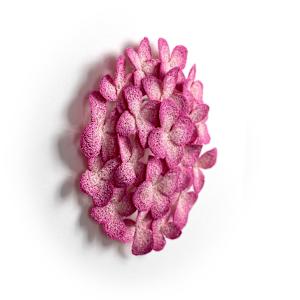 Pink Hydrangea by Meredith Woolnough 