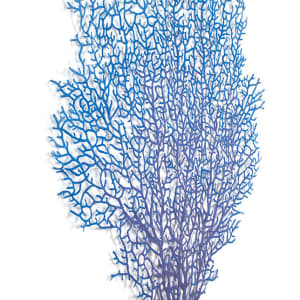 Florescent Coral Fan by Meredith Woolnough 