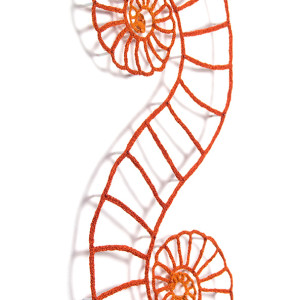 Double Spirula by Meredith Woolnough 