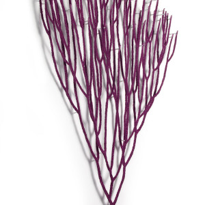 Violet Sea Whip by Meredith Woolnough 