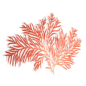 Zignisis coral by Meredith Woolnough 