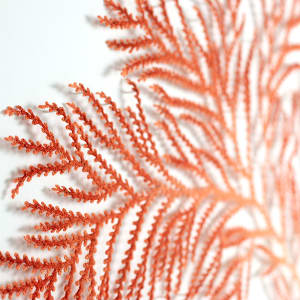 Zignisis coral by Meredith Woolnough 