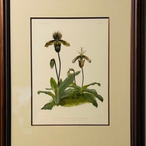 11046 - Cypripedium Hybridum Pollettianum Maynardi