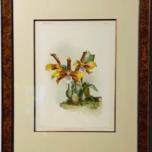 11047 - Ondontoglossum Grande