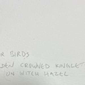 2784 - Winter Birds, Golden-Crowned Kinglets on Witch-hazel by Ann Nelson 