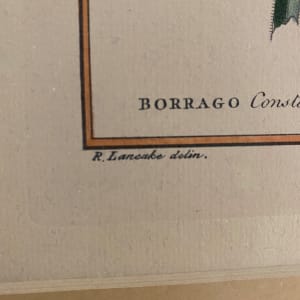 2648 - Borrago by R. Lancake & I. Miller 