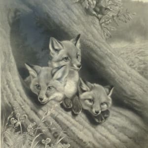 2718 - Three Fox Pups In a Burrow by William Henry Simmons ( 1811 -1882) 