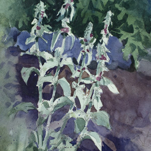 Lambs Ear by Kris Parins
