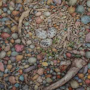 In Plain Sight by Laurel Lake McGuire