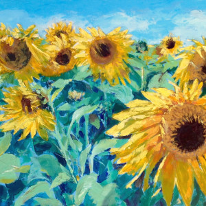 A Field of Sunflowers by Susan Clare 