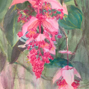 Medinilla Bloom 3 by Susan Clare