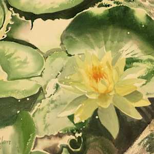 Yellow Waterlily by Susan Clare