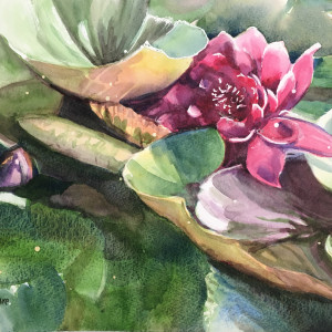 Magenta Waterlily by Susan Clare