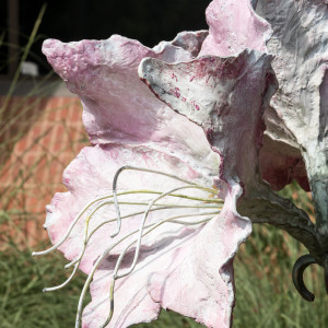 Blooming Pink Amaryllis Bulb by Sharles 