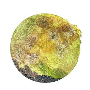 Bees. Bees. Bees. by Scott D.S. Young  Image: Title: Bee Hive
Unframed 12 x 12
White Matte