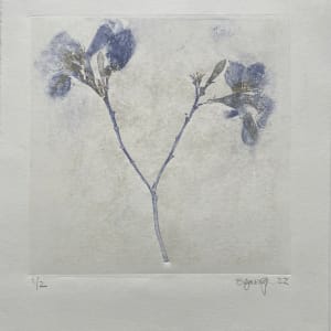 Wild Blue Iris by Scott D.S. Young  Image: Wild Blue Iris - Three original prints