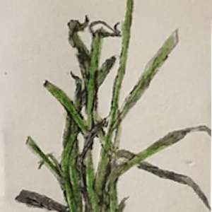 Devil Spark by Scott D.S. Young  Image: Close up 3