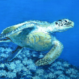 Turtle 1 by Holly Masri