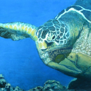 Turtle 2 by Holly Masri