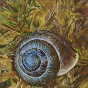 Cherrystone Drop Snail by Barbara J Zipperer