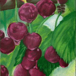 Door County Cherries by Barbara J Zipperer